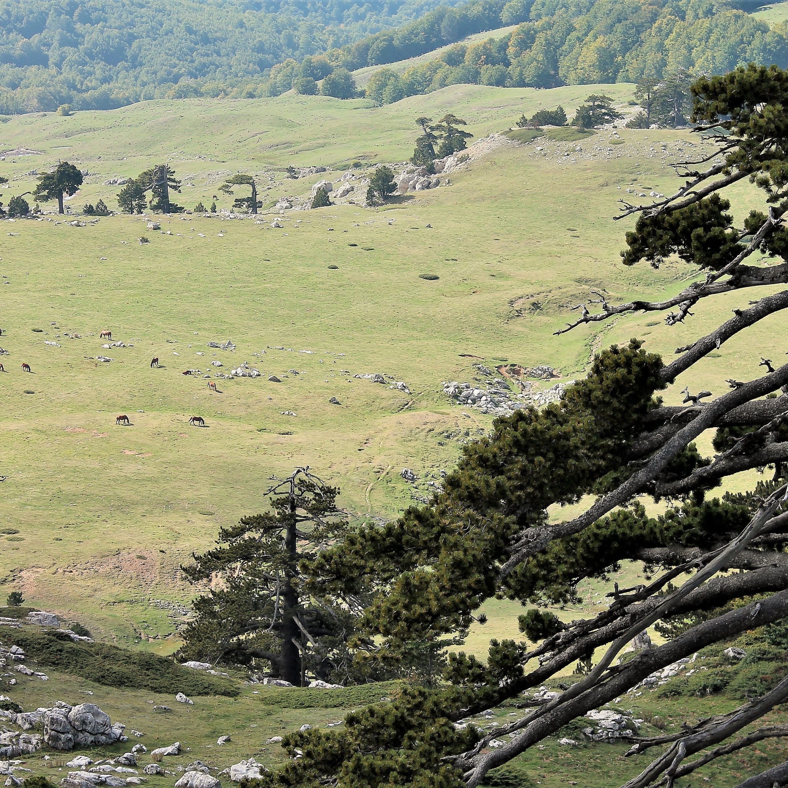 Giorno 3 – Ultimi scorci sul Pollino e partenza